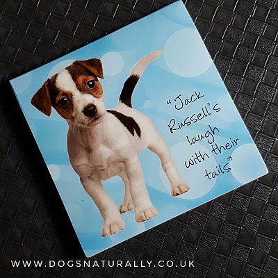 Jack Russell Puppy Magnetic Note Pad Square